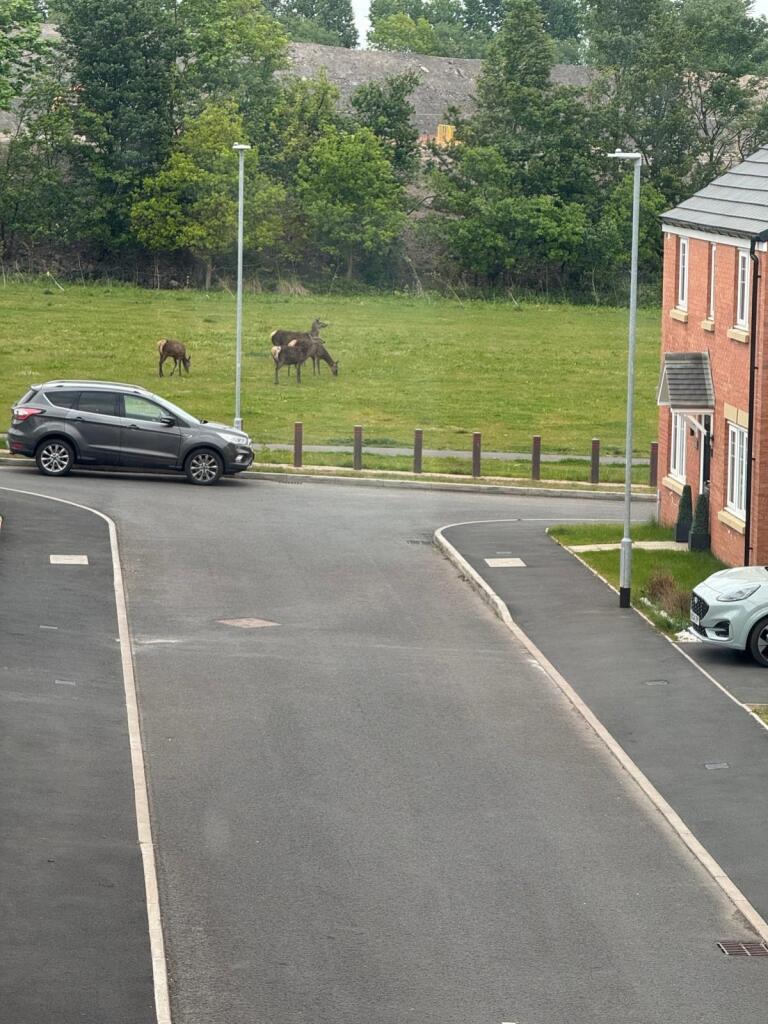 Deer - EweMove Cannock