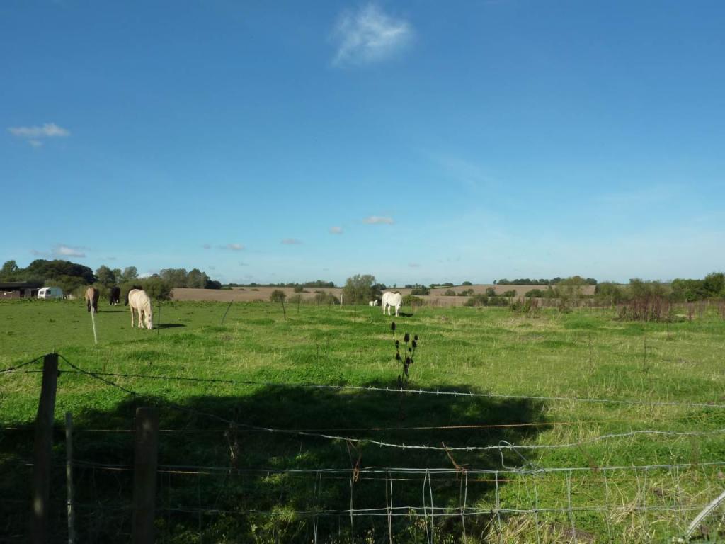 Back Garden View 