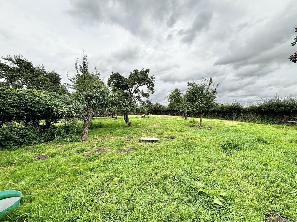 Orchard
