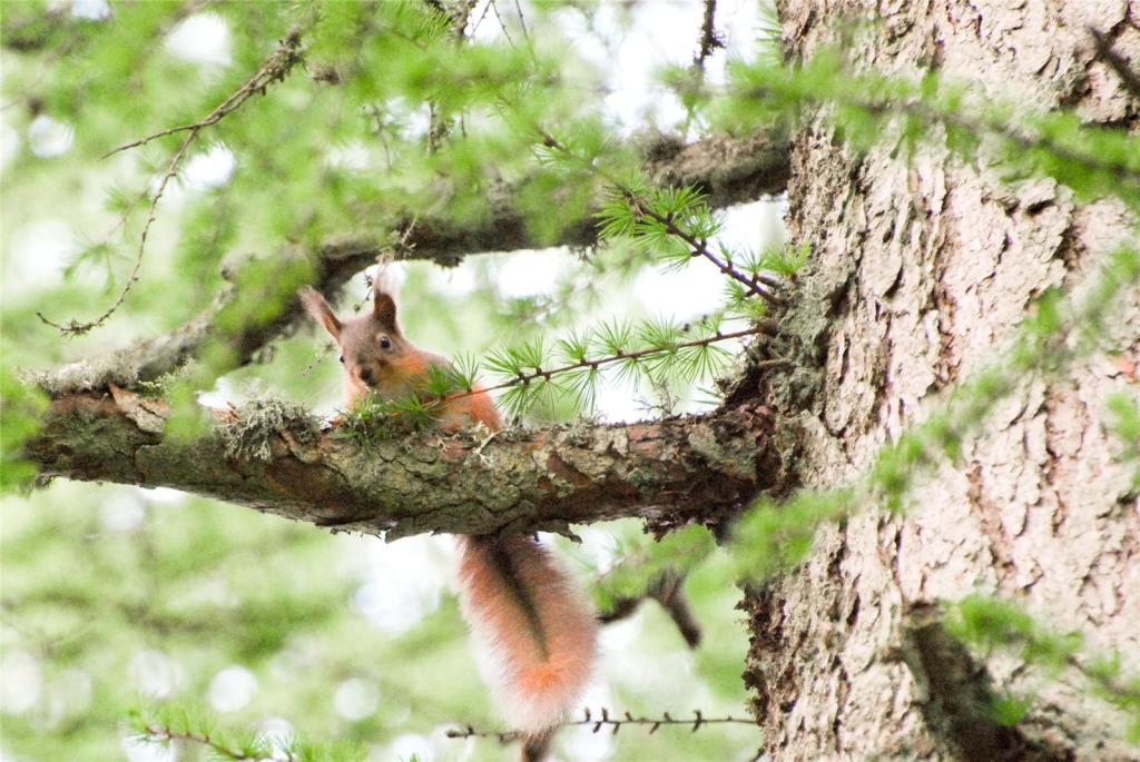 Wildlife