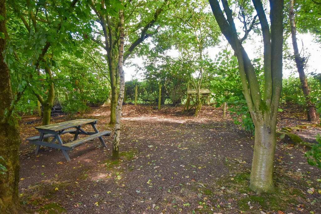 Woodland 2