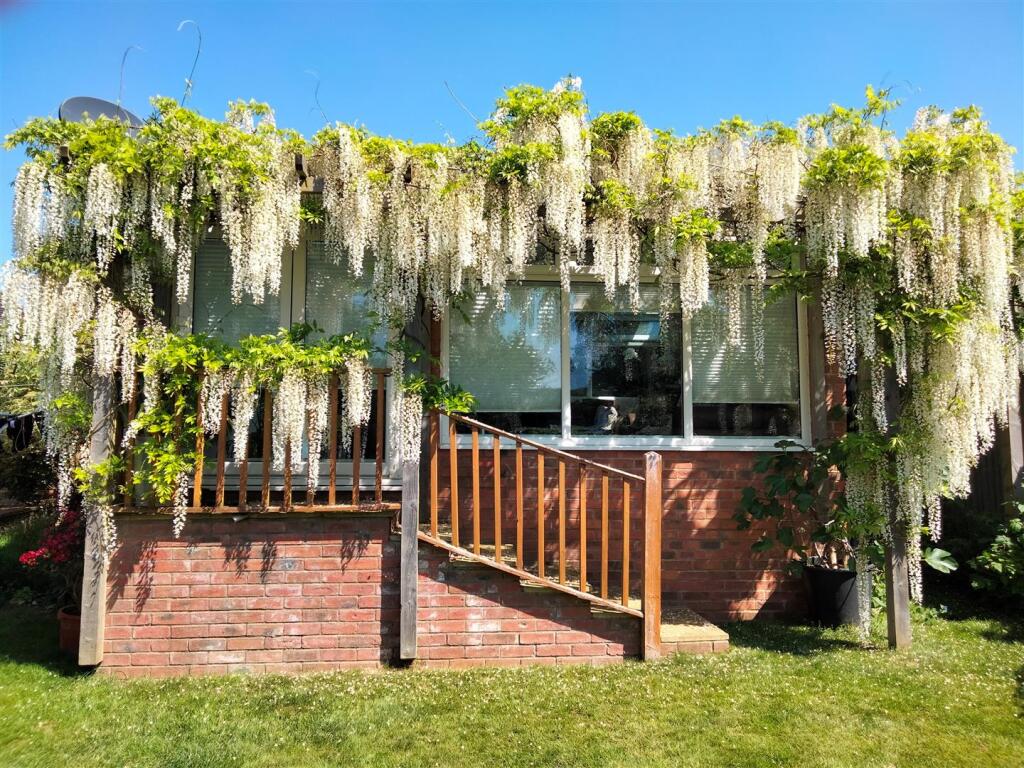 Wisteria