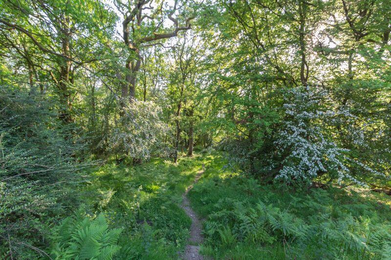 Forrest Trail