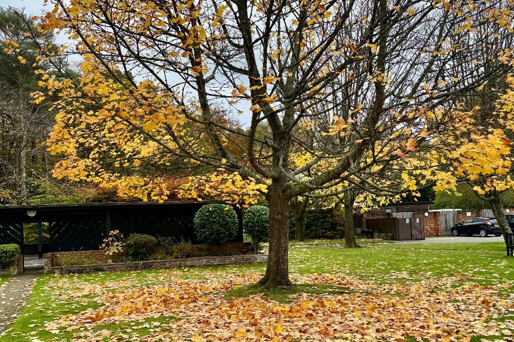 Communal Gardens