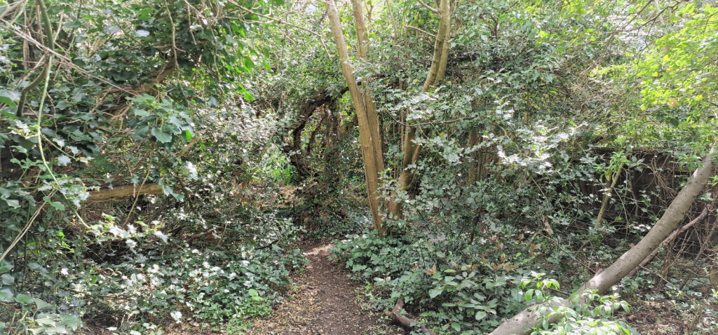WOODED AREA
