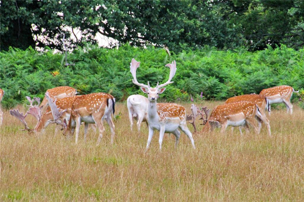 Knole Park