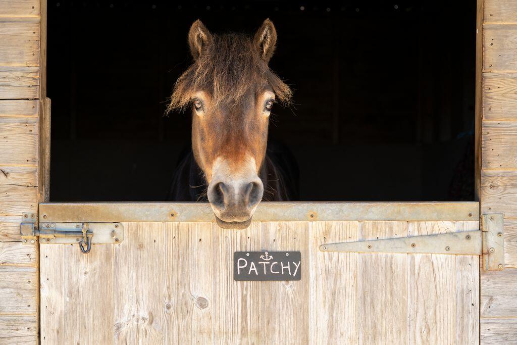 2024 Stowford Farm Meadows Devon Photoshoot (81)