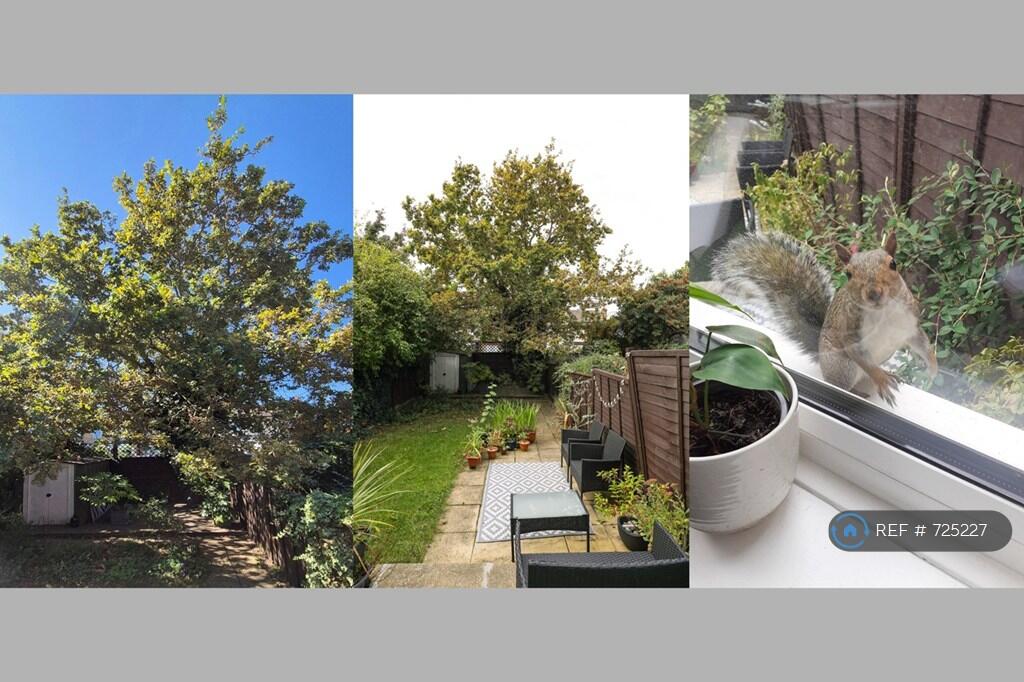 Wildlife: Birds, Squirrels, Cats, Butterflies