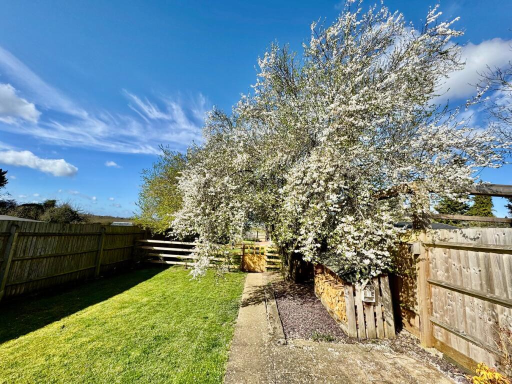 Cherry Plum Blossom Tree 