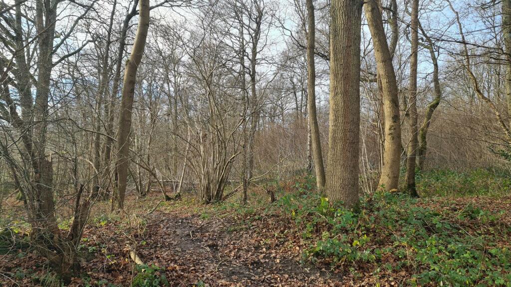 Woodland at High Loxley