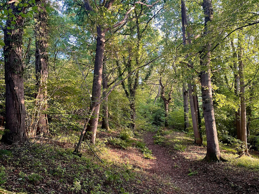 Private_woodland_...
