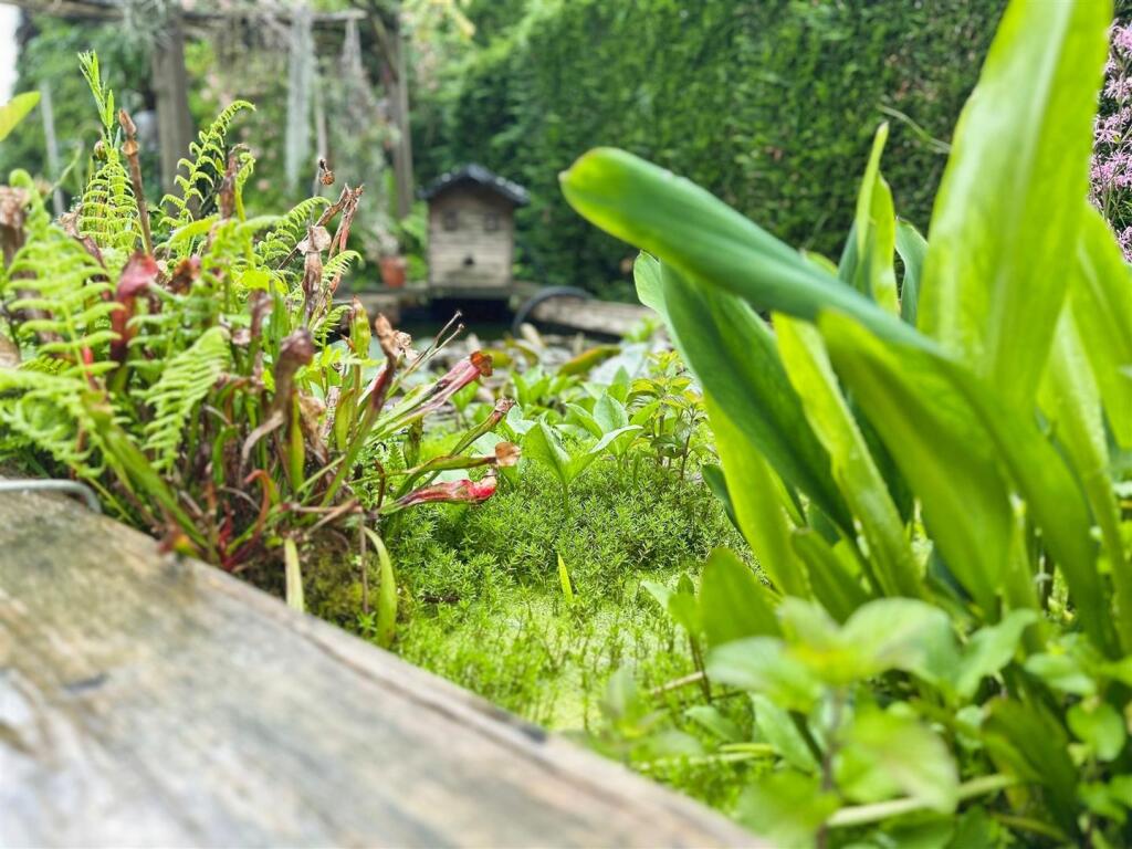 Pond