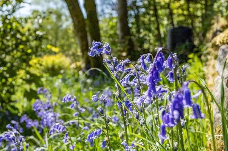 Bluebells