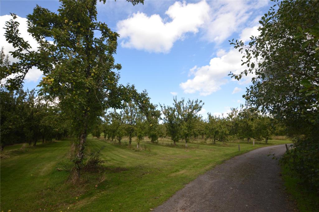 Orchard