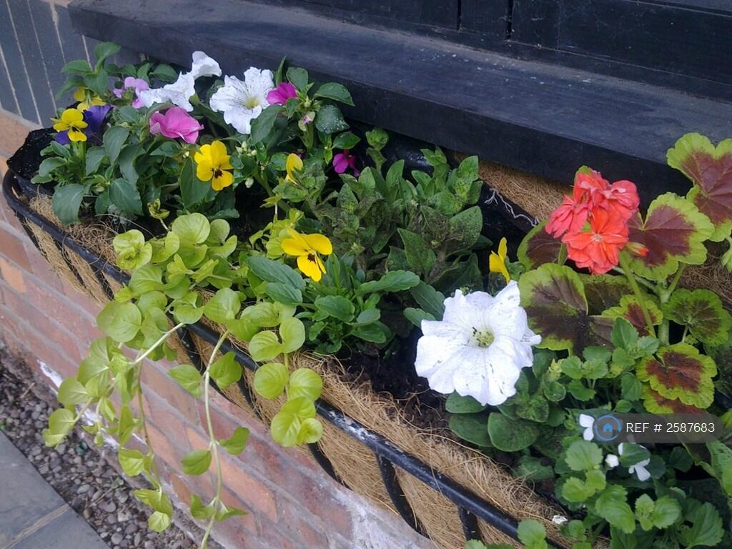 Window Boxes
