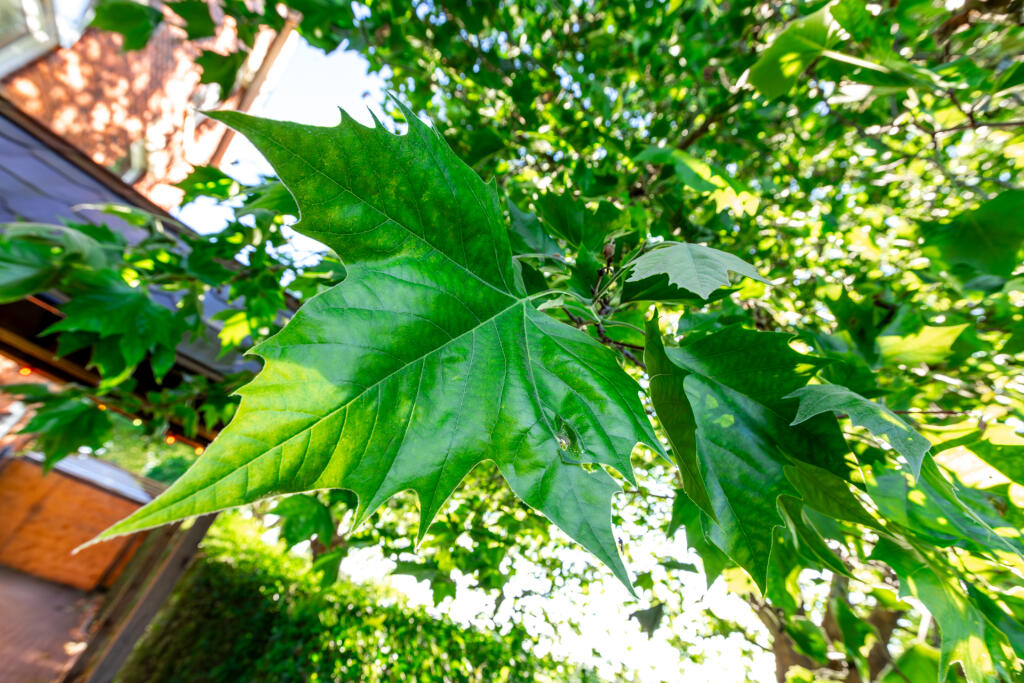 5F8A4591-Enhanced-NR