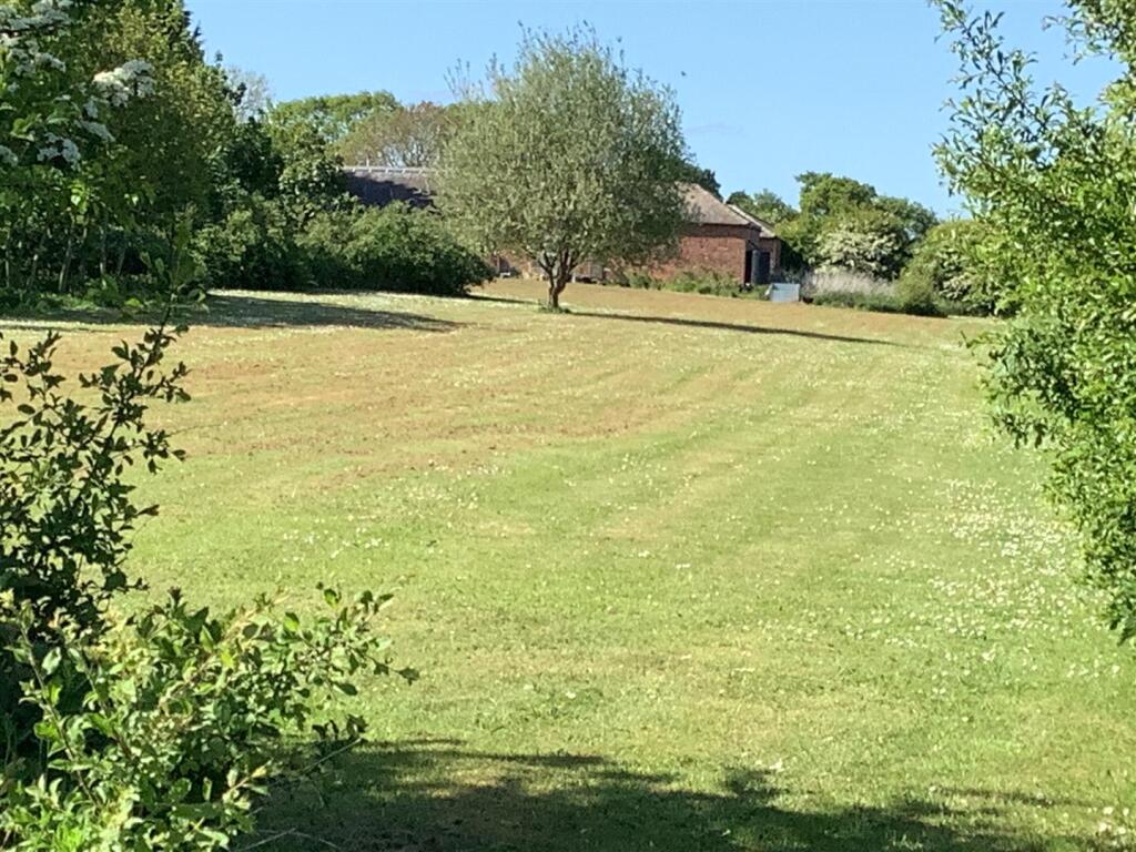 tree field.jpg