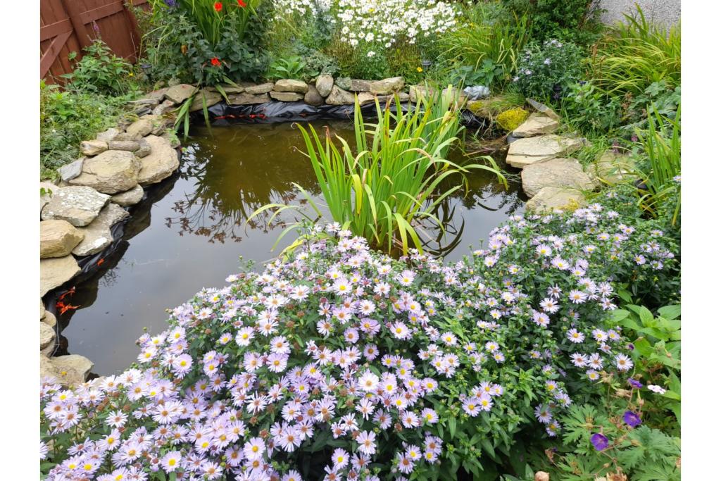 Pond