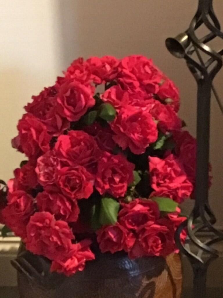 Garden roses