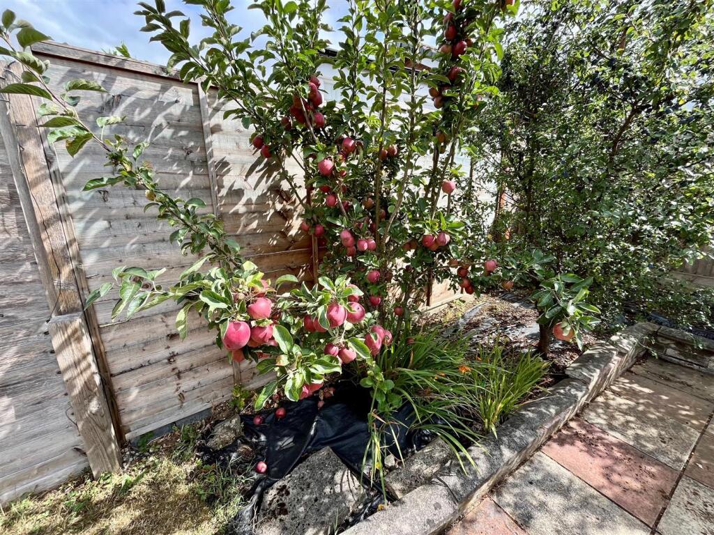 Rear Garden - Fruit Tree.jpg