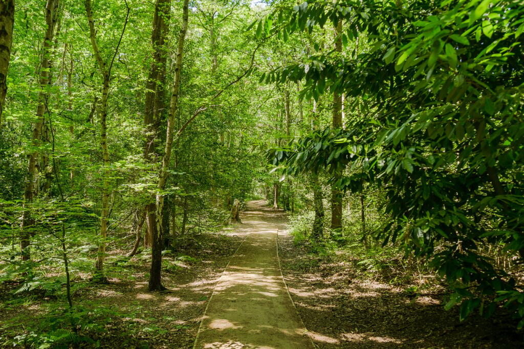 Oxshott Heath