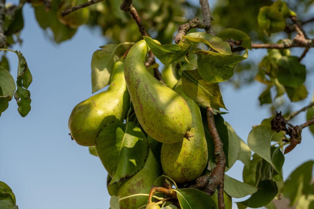 Pears