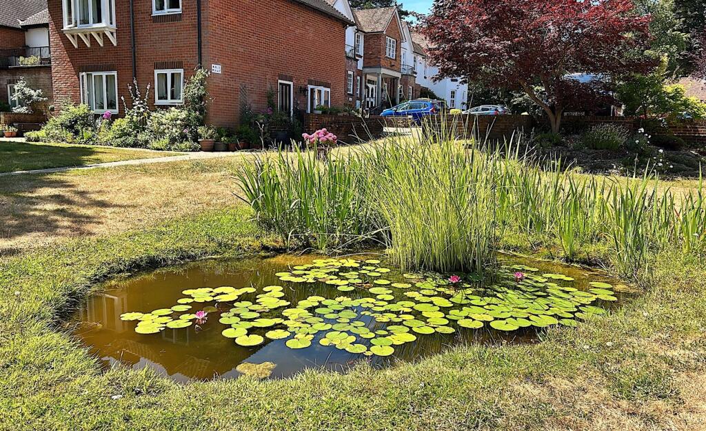 Pond