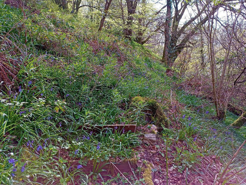Mature Woodland