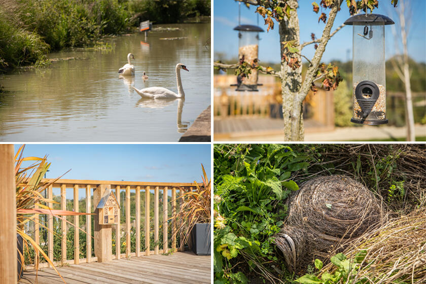 local area wildlife