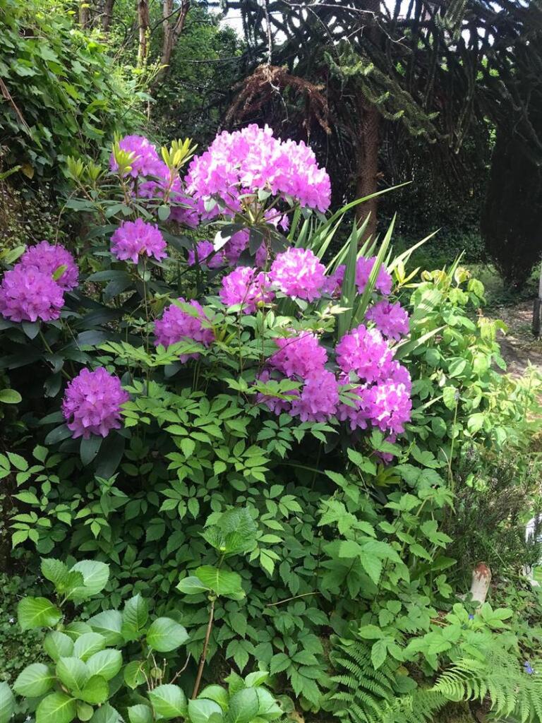 Shrubs in Summer.jpg