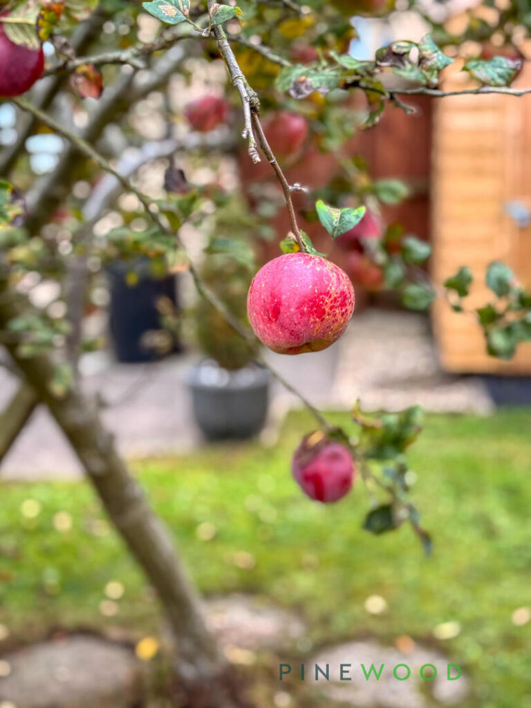 Apple Tree