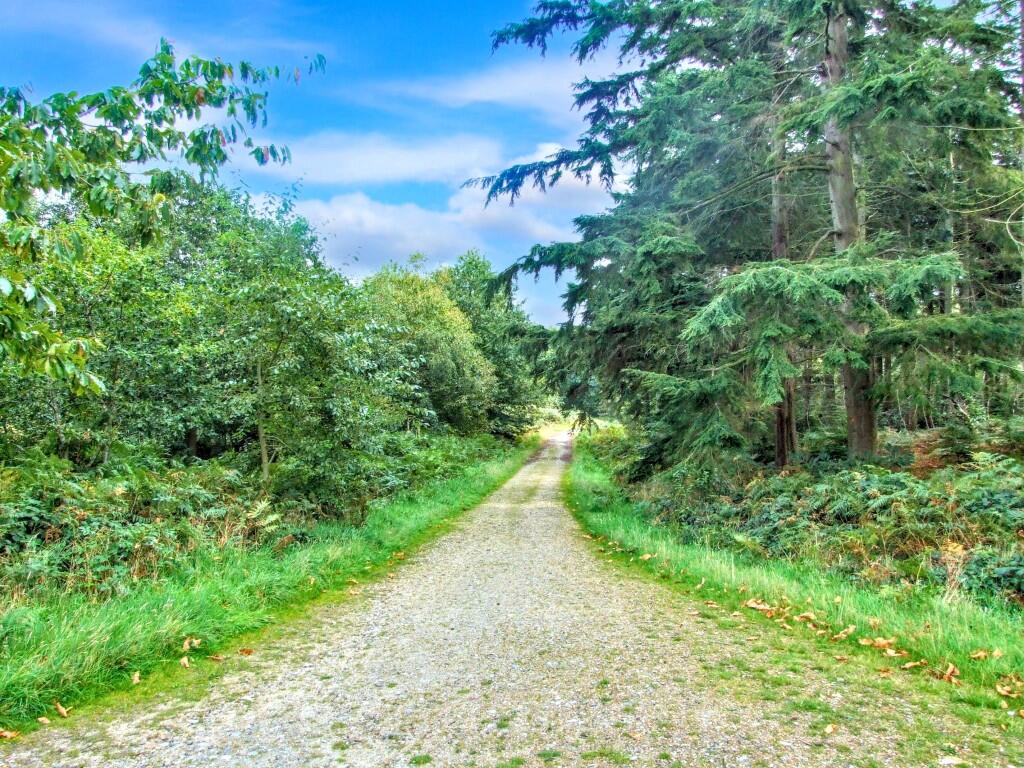 Forest Walks
