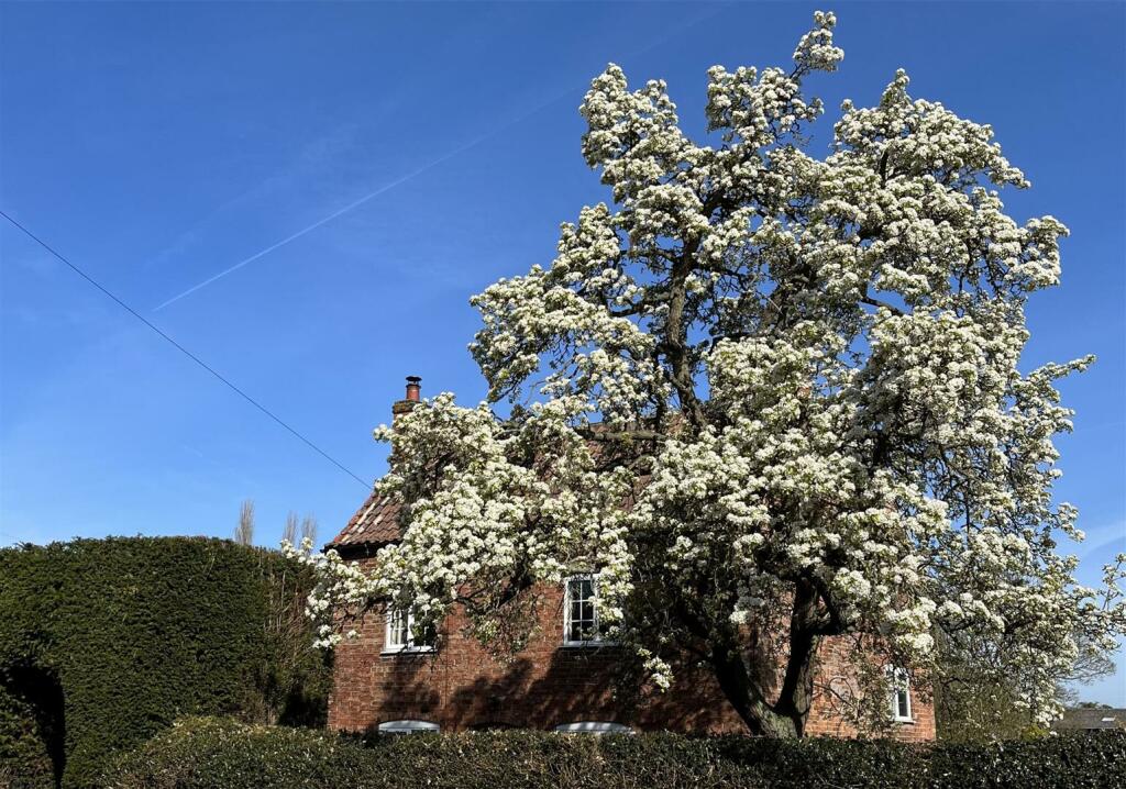 Yew Tree Cottage - Pear Tree in Bloom.jpg