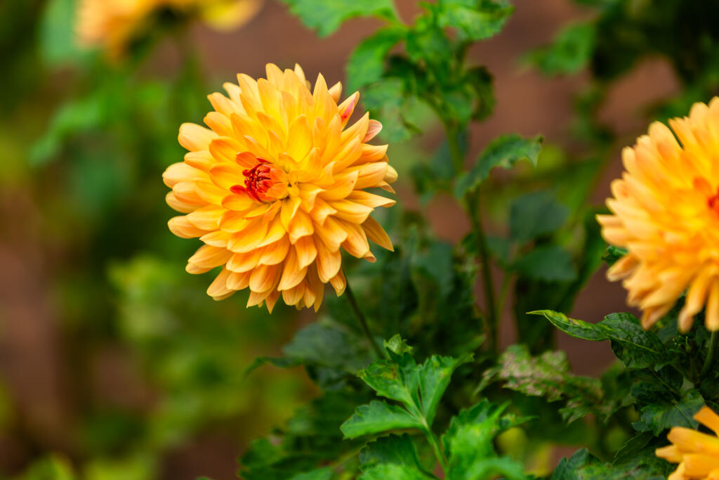 5F8A4574-Enhanced-NR