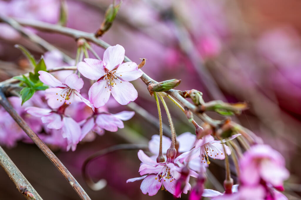 5F8A5226-Enhanced-NR