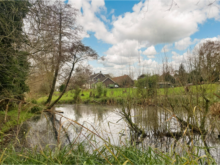 Pond 