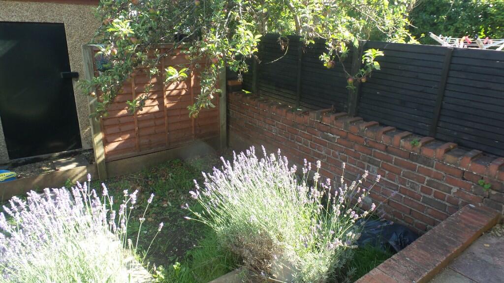 Courtyard garden