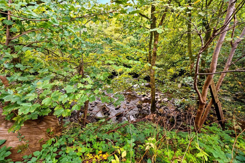 Woodland and River
