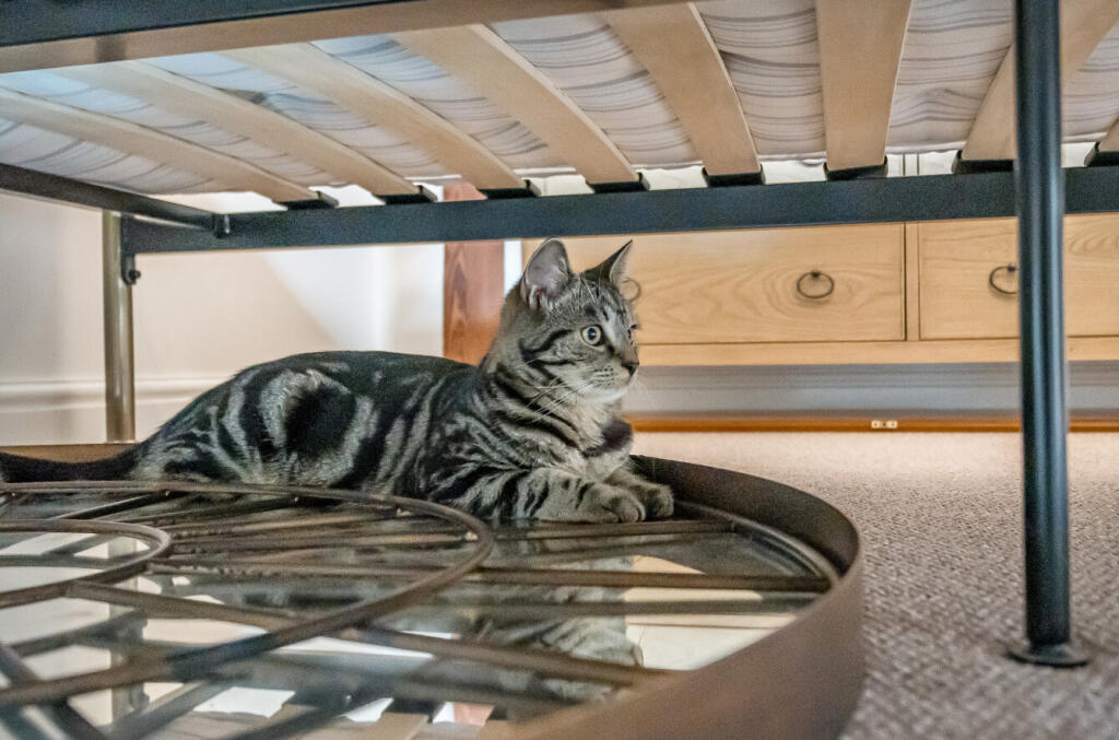 1360696-26-68dd3f...