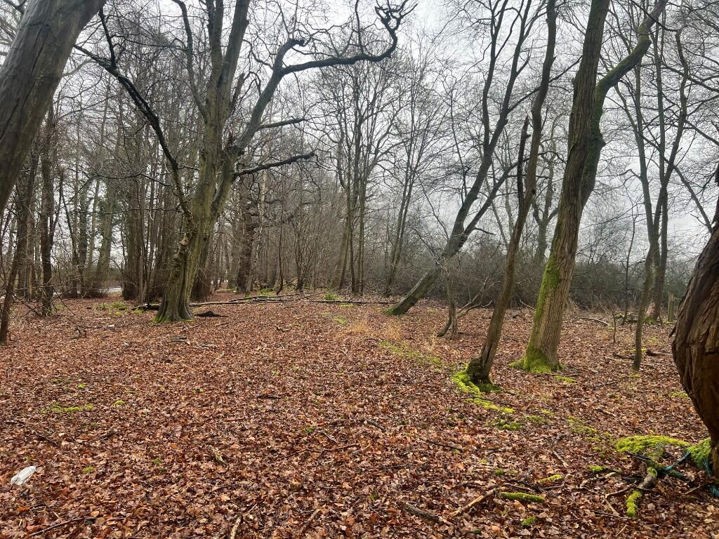 Woodland