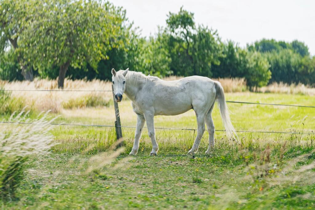 One of the 'neigh'bours!