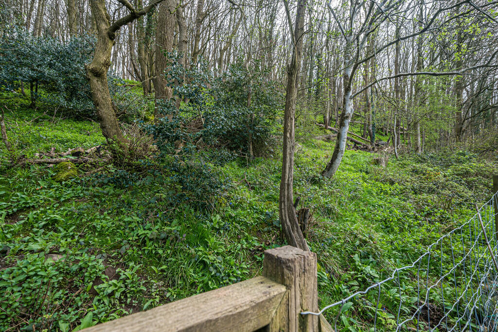 Bordering Woodlan...
