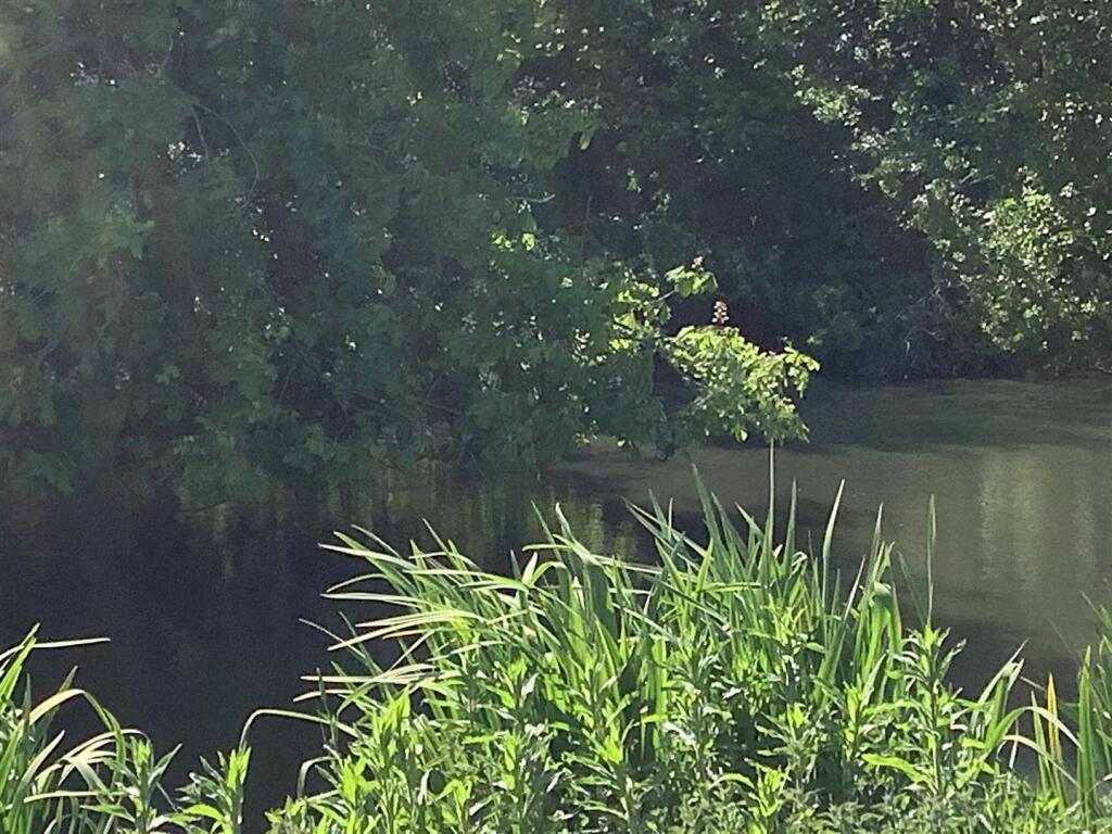 pond 1.jpg