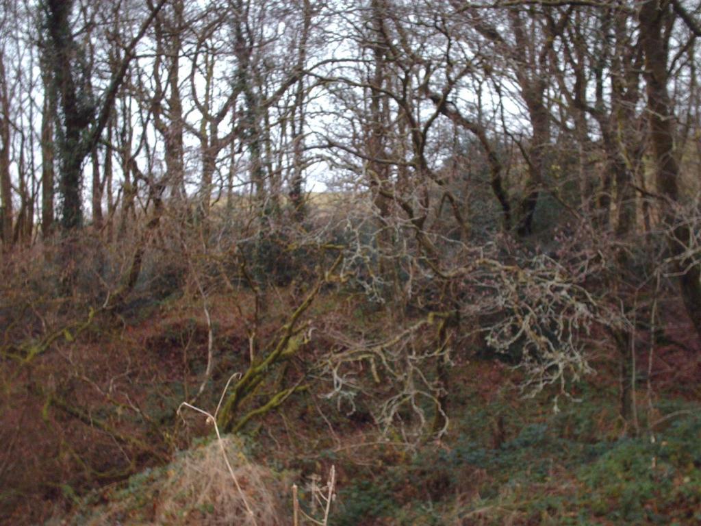 WOODLAND EDGE
