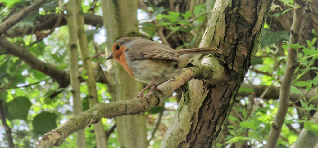 ROBIN