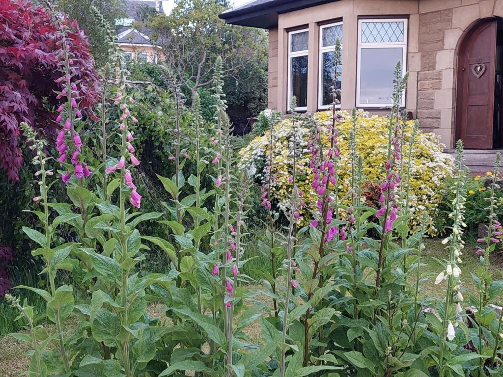 Garden 6.jpg