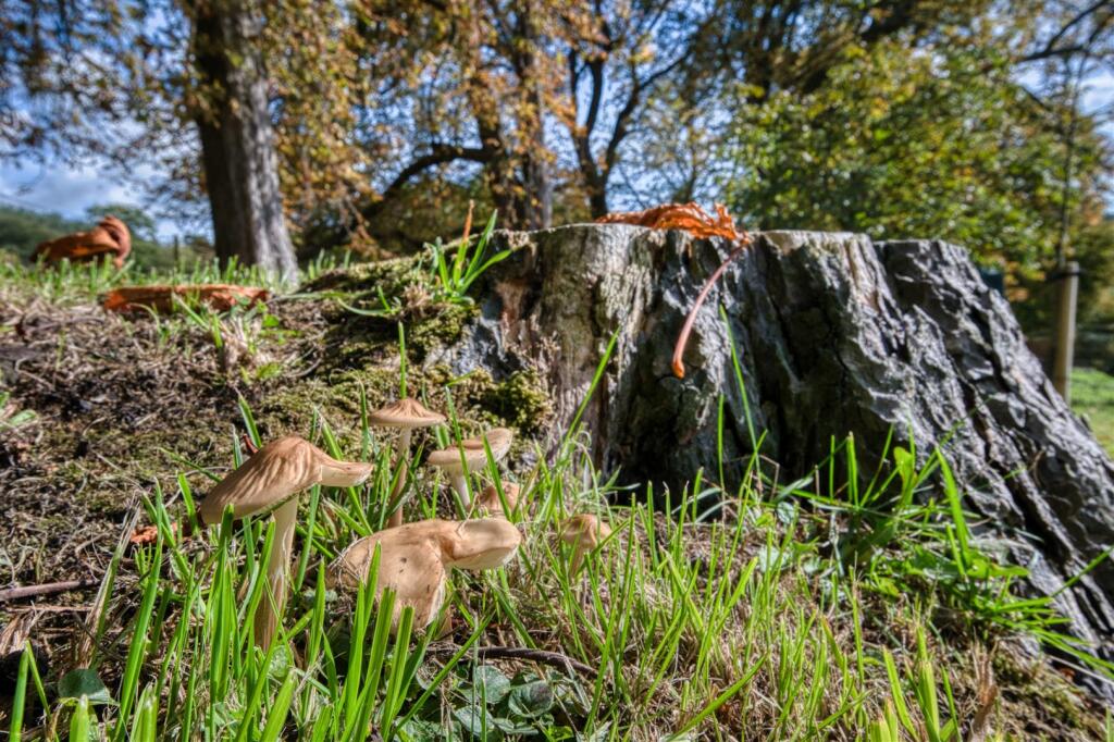 Saxton Mee  12a Sydnope Hall 0057.jpg