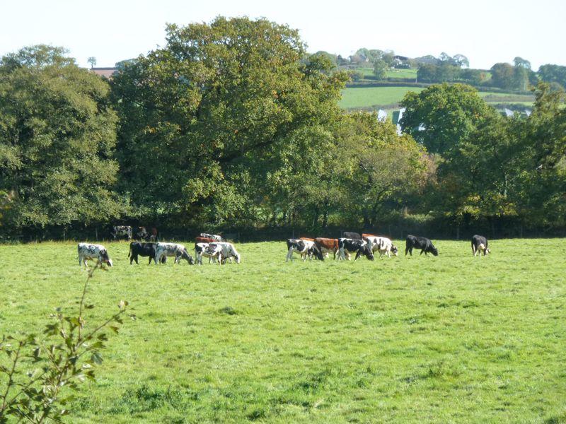The field