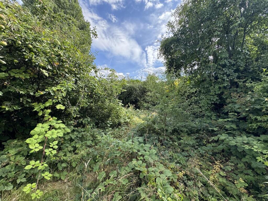 IMG_8652 (Large).JPG