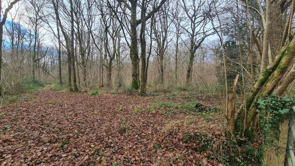 Woodland at High Loxley